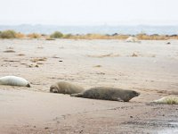 Halichoerus grypus 13, Grijze zeehond, Saxifraga-Bart Vastenhouw