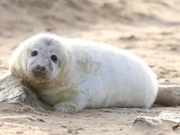 Halichoerus grypus 130, Grijze zeehond, Saxifraga-Bart Vastenhouw