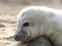 Halichoerus grypus 131, Grijze zeehond, Saxifraga-Bart Vastenhouw