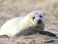 Halichoerus grypus 133, Grijze zeehond, Saxifraga-Bart Vastenhouw