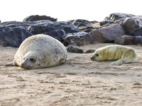 Halichoerus grypus 134, Grijze zeehond, Saxifraga-Bart Vastenhouw