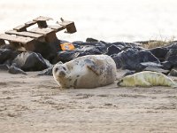 Halichoerus grypus 135, Grijze zeehond, Saxifraga-Bart Vastenhouw