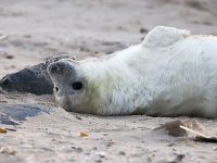 Halichoerus grypus 136, Grijze zeehond, Saxifraga-Bart Vastenhouw