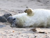 Halichoerus grypus 137, Grijze zeehond, Saxifraga-Bart Vastenhouw