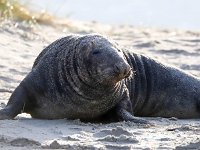 Halichoerus grypus 138, Grijze zeehond, Saxifraga-Bart Vastenhouw