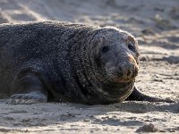 Halichoerus grypus 140, Grijze zeehond, Saxifraga-Bart Vastenhouw