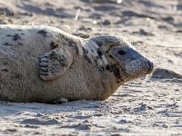 Halichoerus grypus 141, Grijze zeehond, Saxifraga-Bart Vastenhouw