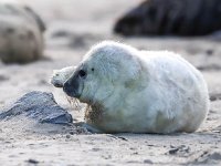 Halichoerus grypus 142, Grijze zeehond, Saxifraga-Bart Vastenhouw