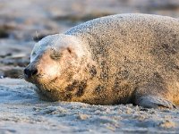 Halichoerus grypus 143, Grijze zeehond, Saxifraga-Bart Vastenhouw