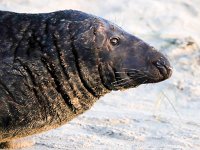 Halichoerus grypus 148, Grijze zeehond, Saxifraga-Bart Vastenhouw