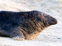 Halichoerus grypus 149, Grijze zeehond, Saxifraga-Bart Vastenhouw