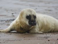 Halichoerus grypus 15, Grijze zeehond, Saxifraga-Bart Vastenhouw