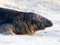 Halichoerus grypus 150, Grijze zeehond, Saxifraga-Bart Vastenhouw