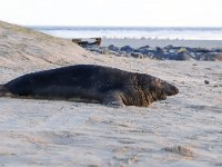 Halichoerus grypus 152, Grijze zeehond, Saxifraga-Bart Vastenhouw