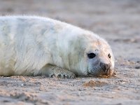 Halichoerus grypus 153, Grijze zeehond, Saxifraga-Bart Vastenhouw