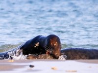 Halichoerus grypus 157, Grijze zeehond, Saxifraga-Bart Vastenhouw