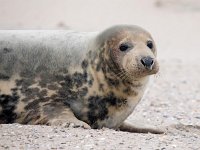 Halichoerus grypus 16, Grijze zeehond, Saxifraga-Bart Vastenhouw