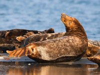 Halichoerus grypus 160, Grijze zeehond, Saxifraga-Bart Vastenhouw