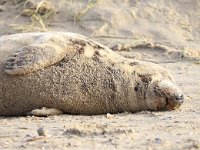 Halichoerus grypus 161, Grijze zeehond, Saxifraga-Bart Vastenhouw