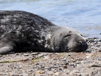 Halichoerus grypus 162, Grijze zeehond, Saxifraga-Bart Vastenhouw