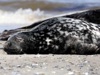 Halichoerus grypus 163, Grijze zeehond, Saxifraga-Bart Vastenhouw