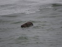 Halichoerus grypus 164, Grijze zeehond, Saxifraga-Henk Sierdsema