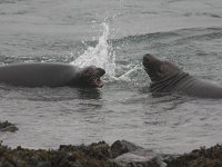 Halichoerus grypus 166, Grijze zeehond, Saxifraga-Henk Baptist