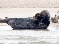 Halichoerus grypus 167, Grijze zeehond, Saxifraga-Bart Vastenhouw