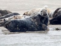 Halichoerus grypus 169, Grijze zeehond, Saxifraga-Bart Vastenhouw