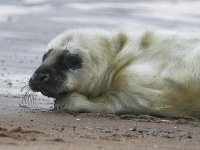 Halichoerus grypus 17, Grijze zeehond, Saxifraga-Bart Vastenhouw