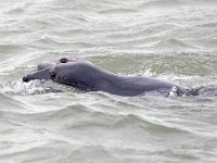 Halichoerus grypus 172, Grijze zeehond, Saxifraga-Bart Vastenhouw