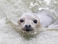 Halichoerus grypus 173, Grijze zeehond, Saxifraga-Bart Vastenhouw