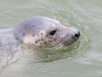 Halichoerus grypus 174, Grijze zeehond, Saxifraga-Bart Vastenhouw