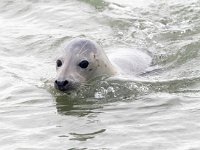 Halichoerus grypus 177, Grijze zeehond, Saxifraga-Bart Vastenhouw