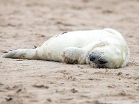 Halichoerus grypus 179, Grijze zeehond, Saxifraga-Bart Vastenhouw