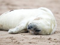 Halichoerus grypus 180, Grijze zeehond, Saxifraga-Bart Vastenhouw