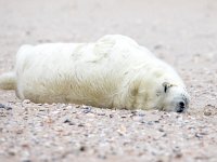 Halichoerus grypus 181, Grijze zeehond, Saxifraga-Bart Vastenhouw