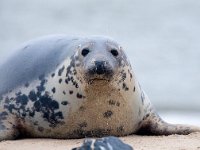 Halichoerus grypus 184, Grijze zeehond, Saxifraga-Bart Vastenhouw