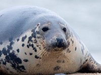 Halichoerus grypus 185, Grijze zeehond, Saxifraga-Bart Vastenhouw