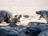 Halichoerus grypus 187, Grijze zeehond, Saxifraga-Bart Vastenhouw