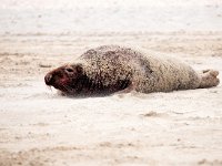 Halichoerus grypus 189, Grijze zeehond, Saxifraga-Bart Vastenhouw