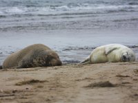 Halichoerus grypus 19, Grijze zeehond, Saxifraga-Bart Vastenhouw