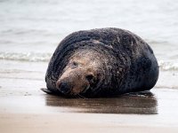 Halichoerus grypus 191, Grijze zeehond, Saxifraga-Bart Vastenhouw