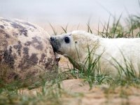 Halichoerus grypus 192, Grijze zeehond, Saxifraga-Bart Vastenhouw