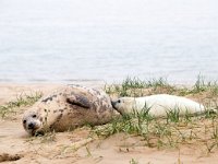 Halichoerus grypus 193, Grijze zeehond, Saxifraga-Bart Vastenhouw