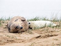 Halichoerus grypus 194, Grijze zeehond, Saxifraga-Bart Vastenhouw