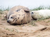 Halichoerus grypus 195, Grijze zeehond, Saxifraga-Bart Vastenhouw