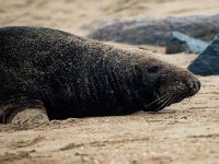 Halichoerus grypus 196, Grijze zeehond, Saxifraga-Bart Vastenhouw