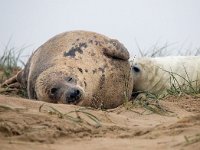 Halichoerus grypus 197, Grijze zeehond, Saxifraga-Bart Vastenhouw