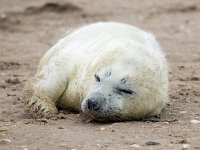 Halichoerus grypus 199, Grijze zeehond, Saxifraga-Bart Vastenhouw